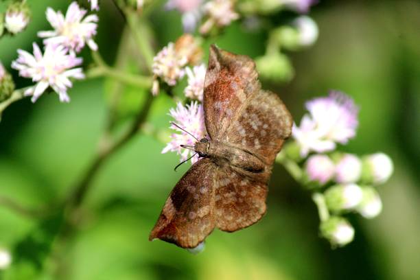 istock butterfly insect - rhopalocera 1296693006