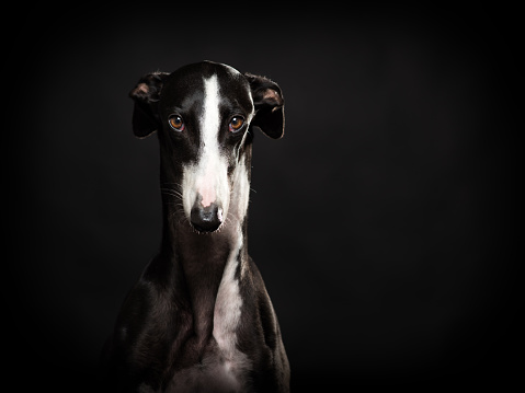 Spanish greyhound portrait