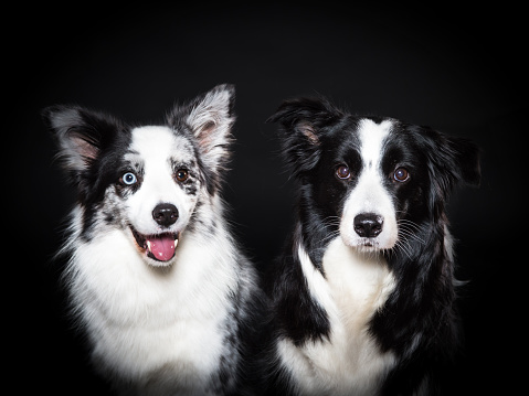 Two border collies pose at the camera