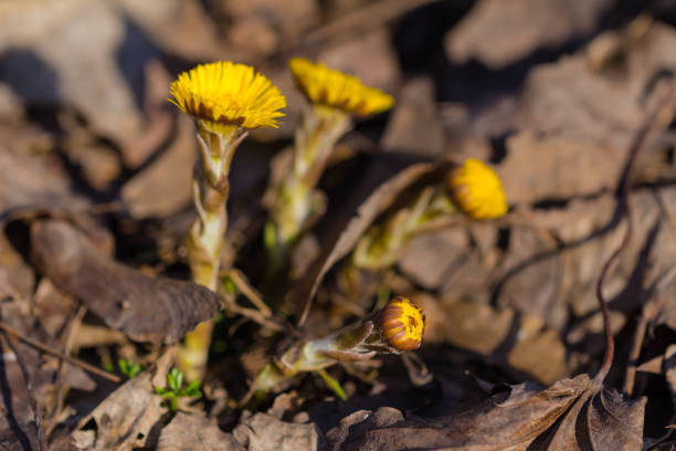 istock Coltsfoot flowers in the forest 1296693394