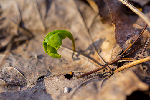 Maple tree sprout growing from seed in early spring in the forest