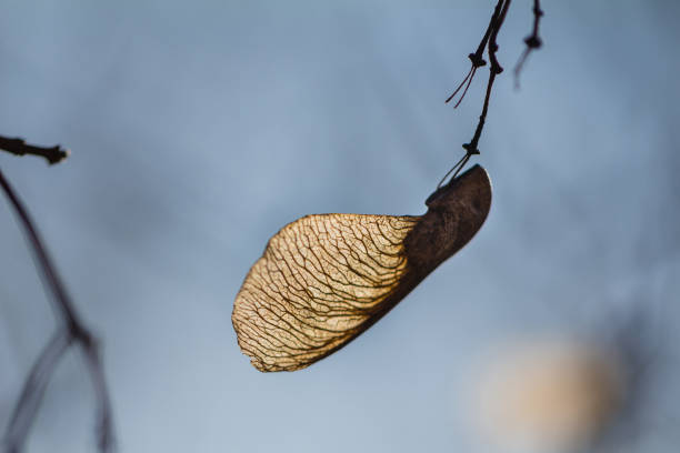 chaves de bordo secas (sementes) em um galho de árvore na primavera - maple keys seed maple tree transparent - fotografias e filmes do acervo