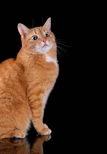 istock Ginger cat sitting on black surface with reflection and scared or curiously looking on black background. 1296694076