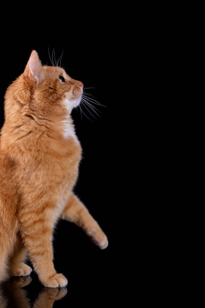 istock Ginger cat sitting on black surface with reflection and looking to the right isolated on black background. 1296694235