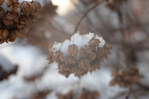istock Winter background, snowy branches at sunset 1296694410