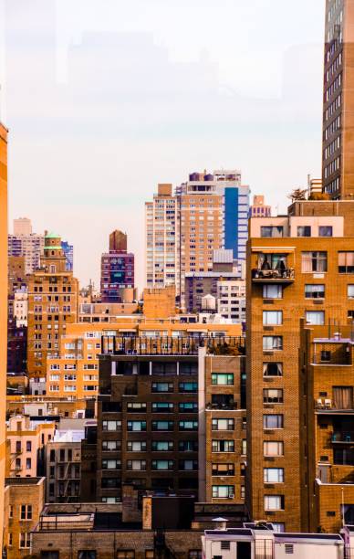 istock Jungle New York City 1296694551
