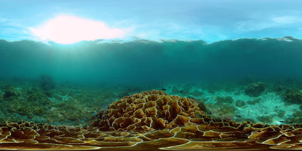 istock Coral reef and tropical fish. Philippines. 360-Degree view 1296695177