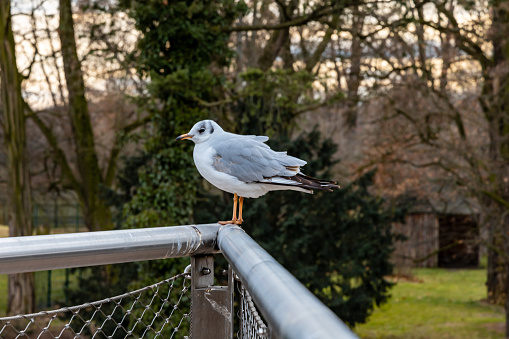 A photo of A beautiful seagull sitting and relaxing