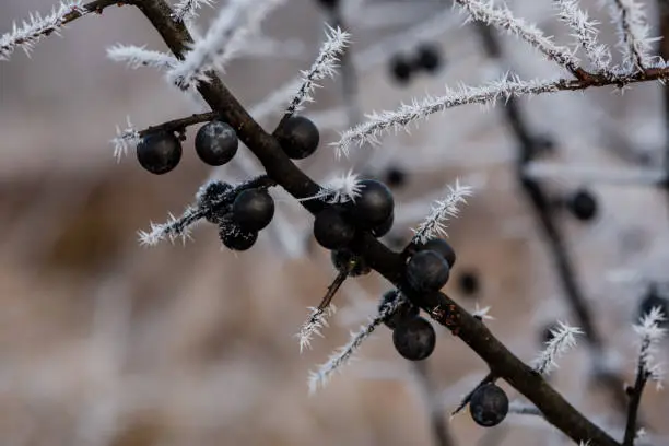 Sloe, Berry, Blackthorn, Branch, frozen