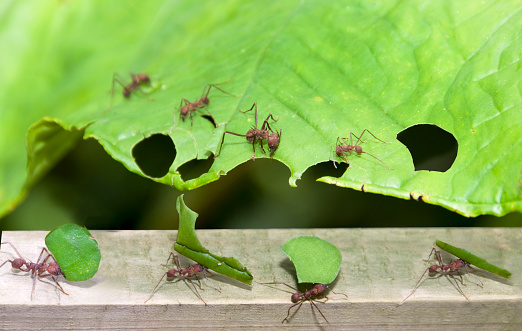 ants cutting leaves and carrying them, 8 ants working, sunny day, close view, no people, walking along board, showing teamwork