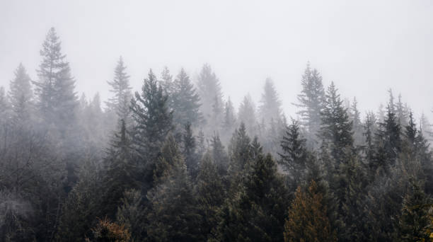 istock Rain Forest Trees Covered in White Fog during a rainy winter day. 1296697035