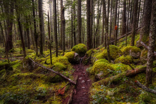 istock Mystical View of the Trail in Rain Forest 1296697061