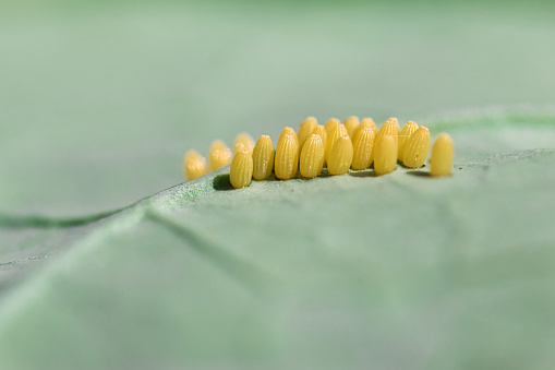 Eggs of the large white cabbage butterfly moth on underside of brussel sprouts leaf, full frame macro garden pest concept