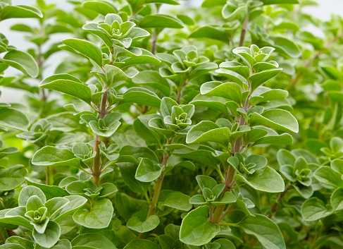 Fresh thyme on white background.