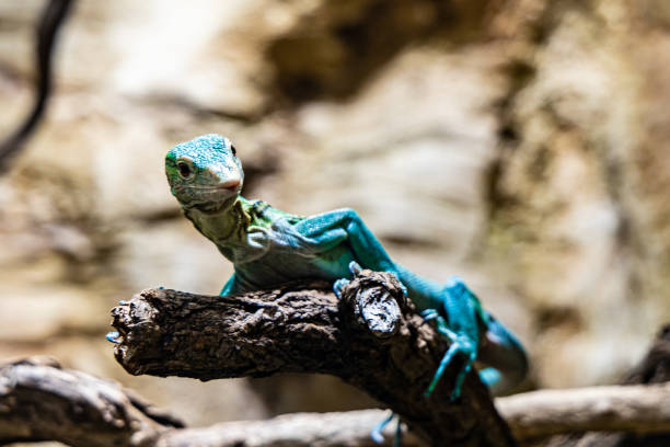Small green and blue lizard sitting on wooden branch