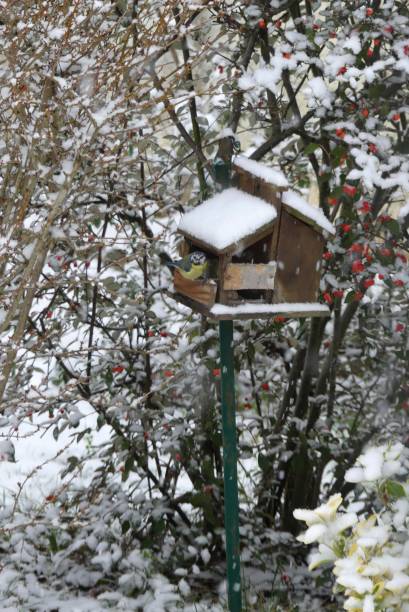 istock Tit in its snowy birdhouse 1296699605