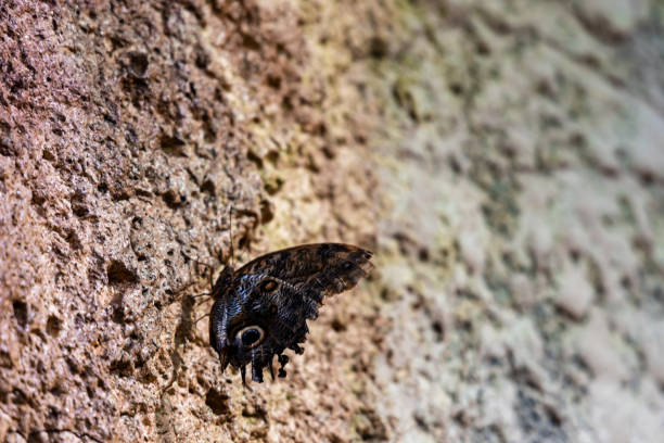 istock Beautiful small dark butterfly Lepidoptera sitting on wall 1296700605