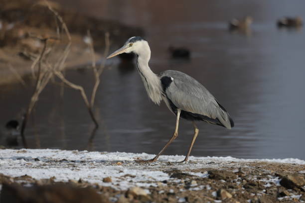 istock VH560-000 Heron1.jpg 1296700612