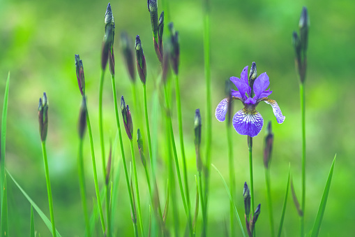 irises flowers in the garden
