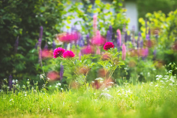 istock Beautiful garden with trees, lawn with green grass 1296700874