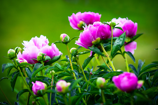 Pink White flower peonies bloom in summer garden on blurry background. Selective focus.