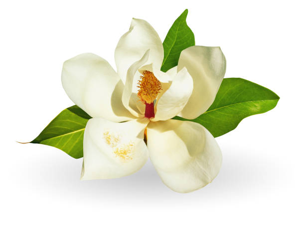 istock Flower of magnolia isolated on white background 1296701711