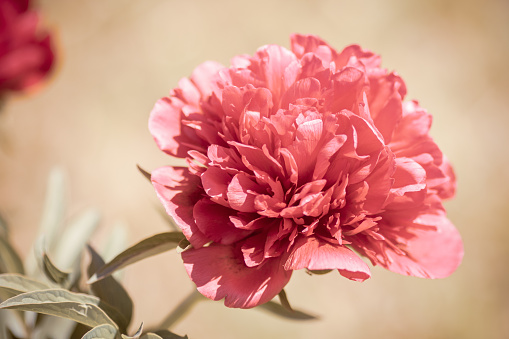 Color magenta peony isolated on white background.