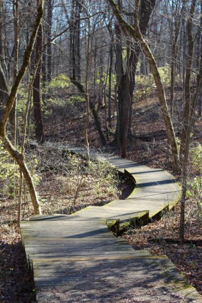 istock Winding Wooden Boardwalk 1296702923