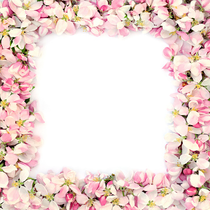 Spring apple blossom border on white background with white copy space. Mothers day card, greeting card or birthday card,