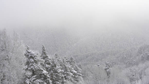 snow forest in gentle haze of frosty morning - color image light pink dramatic sky imagens e fotografias de stock