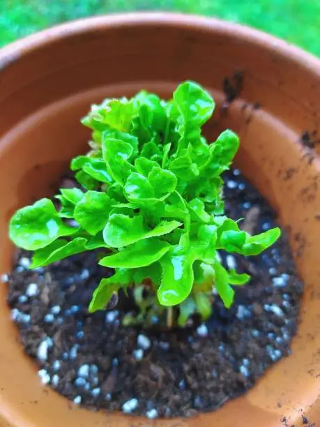 Young salad plant in a terracotta pot