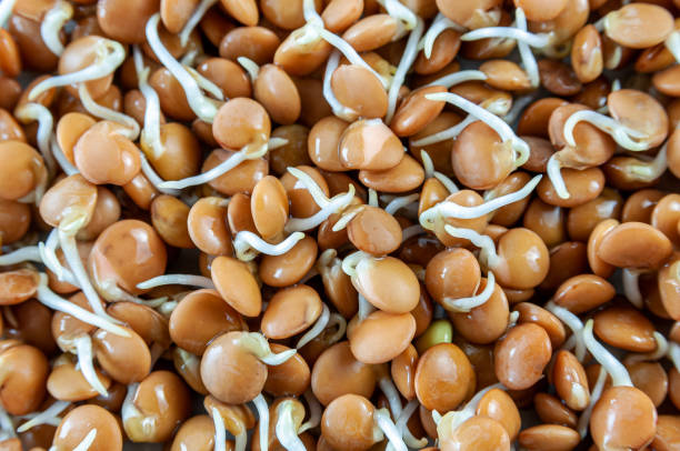 texture des fèves germées de lentilles - legume bean lentil cereal plant photos et images de collection