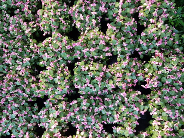 Fondos De Pantalla De Árboles Portulacaria Afra Variegata Foto de stock y más banco de imágenes de Árbol de la abundancia - iStock Fondos De Pantalla De Árboles Portulacaria Afra Variegata Foto de stock y más banco de imágenes de Árbol de la abundancia - iStock