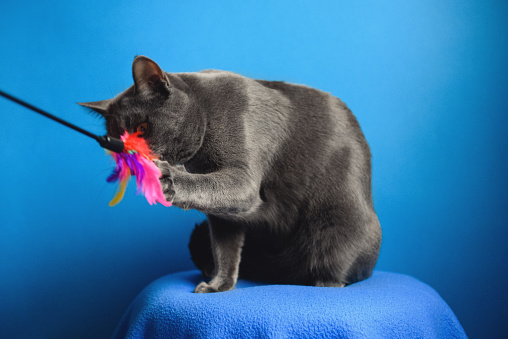 One Year Old Chartreux Cat On A Blue Blanket And Playing with Toy
