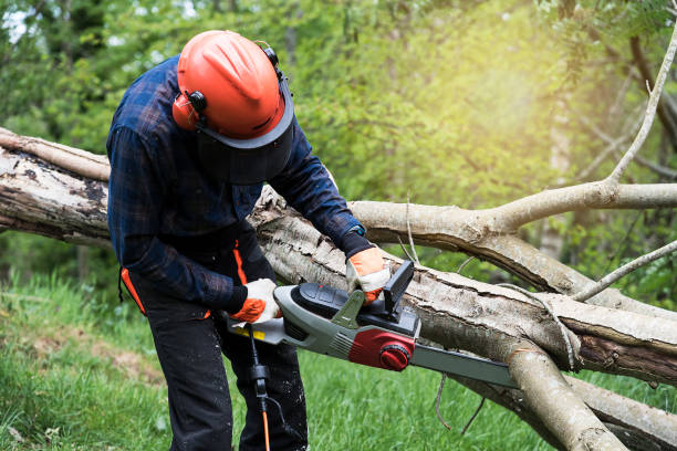 Tree surgeon, lumberjack, cutting wood with a chainsaw, wearing a helmet and protective gloves - stock photo Action shot of a tree surgeon lumberjack, cutting the branches of a dead tree with a chainsaw, wearing a helmet and working in a woodland. He is wearing protective trousers, protective head wear and gloves. chainsaw lumberjack lumber industry manual worker stock pictures, royalty-free photos & images