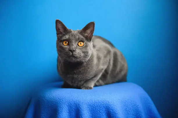 One Year Old Chartreux Cat On A Blue Blanket And Looking