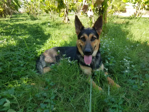 Photo of German Shepherd Dog Is sitting under the tree And have a happy smile