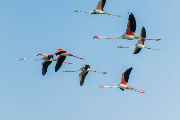 istock Flock of Flamingos at Thol lake 1296709621
