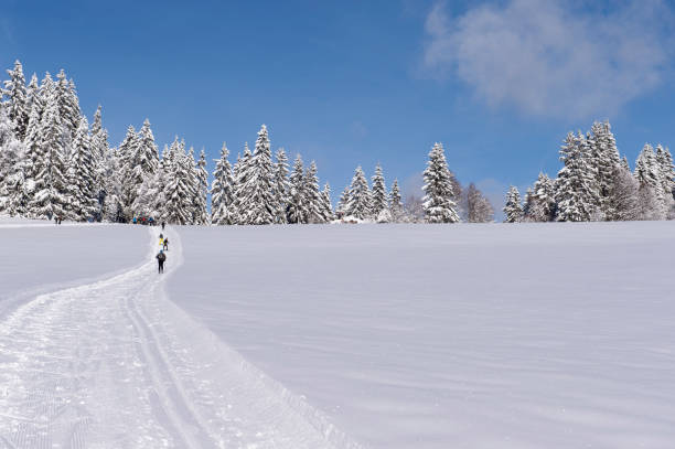 beautiful wintry shot - black forest landscape germany forest imagens e fotografias de stock