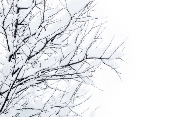 Dark branches of trees laden with snow on white background