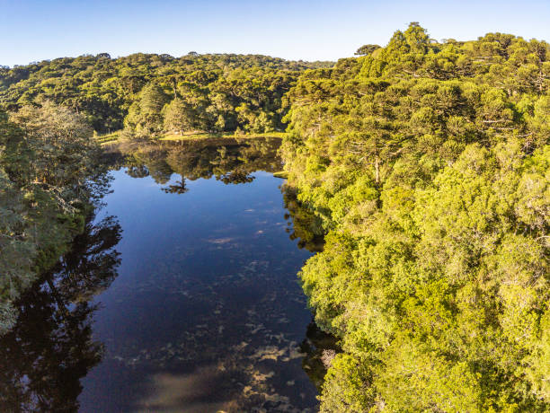 istock Araucaria forest around a Lake 1296710951