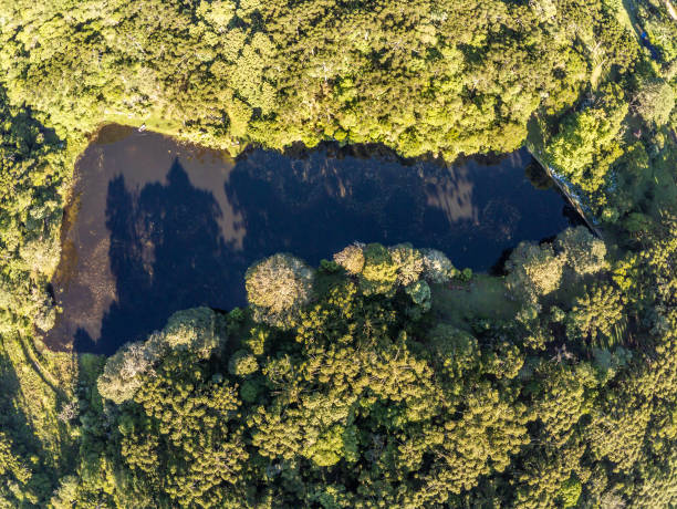 istock Araucaria forest around a Lake 1296711110