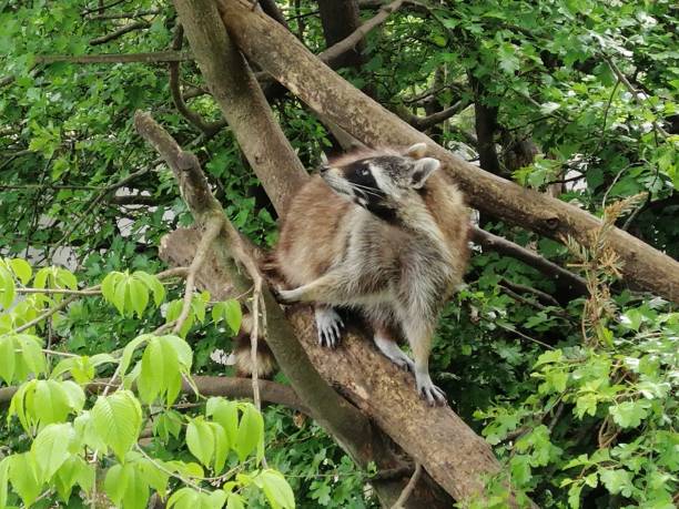 istock Two raccoons walking on tree branch during a fine sunny day 1296712579