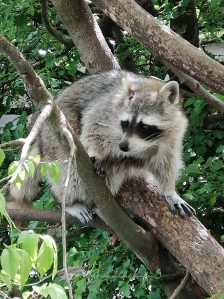 istock Two raccoons walking on tree branch during a fine sunny day 1296713106