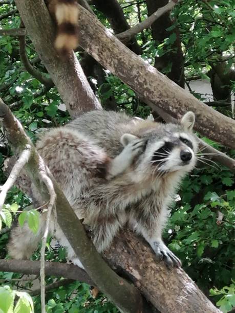 istock Two raccoons walking on tree branch during a fine sunny day 1296713109