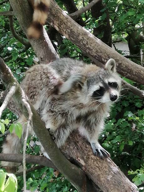 istock Two raccoons walking on tree branch during a fine sunny day 1296713116