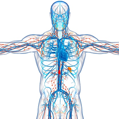 Anatomía de los nodos linfáticos humanos para la representación 3D de concepto médico photo