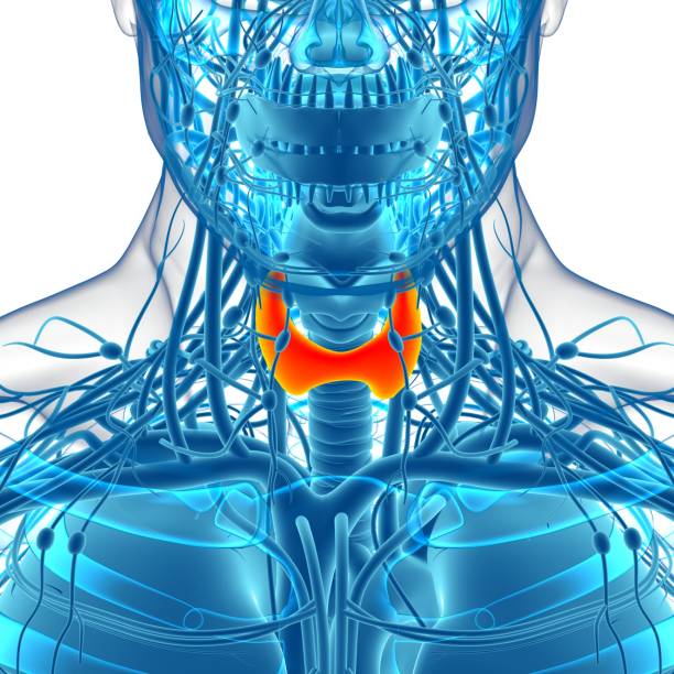 istock Thyroid Gland Anatomy For Medical Concept 3D 1296713366