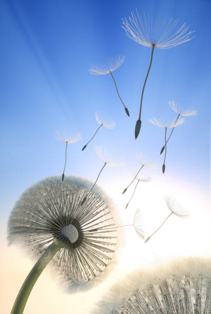 istock Dandelion blowing seeds in the sky 1296713424
