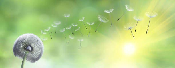 istock Dandelion blowing seeds in the sky 1296713431